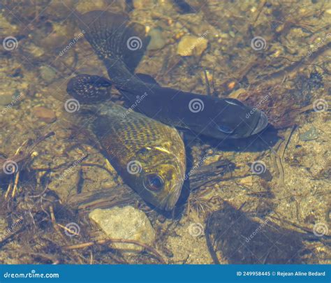 Fish Mating Photo and Image. Displaying Their Mating Position, Eyes, Dorsal Fins, Gills, with a ...
