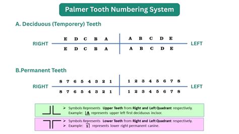 What is Teeth Naming? Guide to Dental Teeth Number Systems