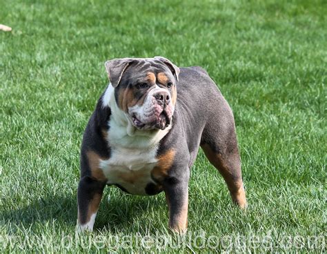 Blue Tri Olde English Bulldog