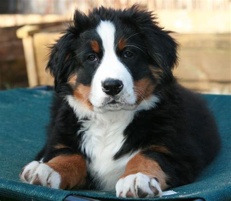 Bernese Mountain Dog: The Gentle Giant of the Swiss Alps - All Big Dog ...