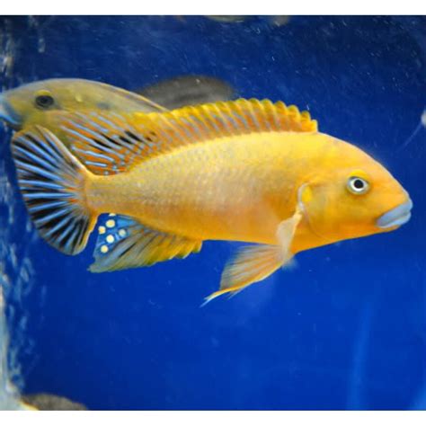 Best Cheapest Aquarium Fish Online at Low Price – Best4Pets