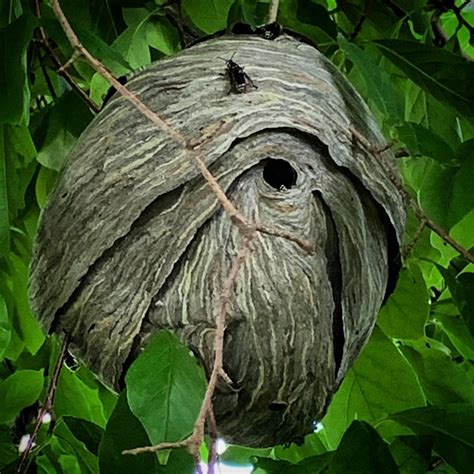 Bald Faced Hornet Nest • 𝐒𝐎𝐍𝐉𝐀 𝐊𝐈𝐍𝐆
