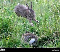 Image result for Wild Rabbit Jumping Photography