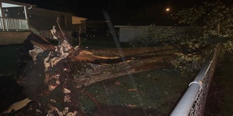 Trees fall in eastern Kanawha County following storm