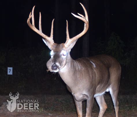 Image result for Deer Exploding