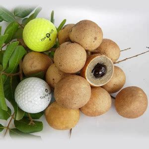 Cloud Farm Ping Pong Longan Plant Price in India - Buy Cloud Farm Ping ...