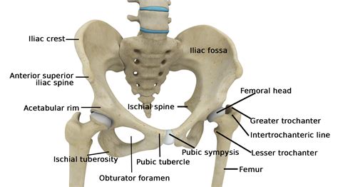 Hip Joint Location