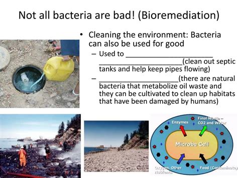 Image result for Course Prokaryotes