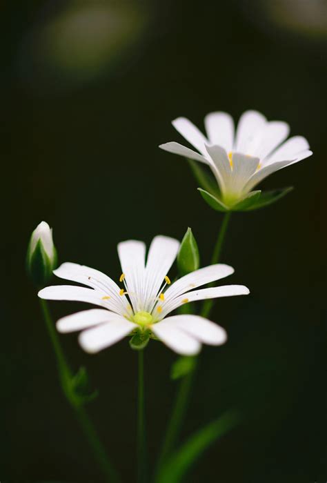 Beautiful White Flowers Wallpaper Desktop