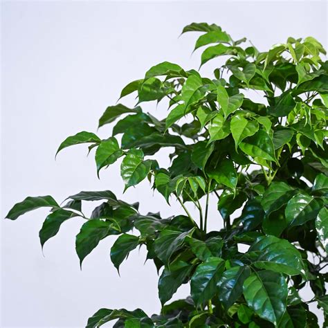 Buy China Doll Plant Large Online in India – Ugaoo