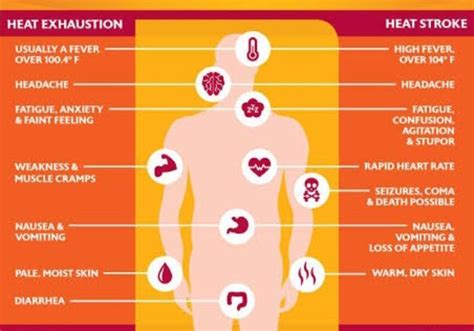 Compare and contrast heat exhaustion and heat stroke. - Brainly.in