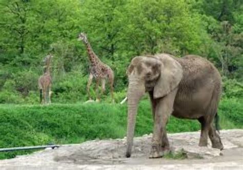 Pittsburgh Zoo, pennsylvania, United States Of America - Top ...