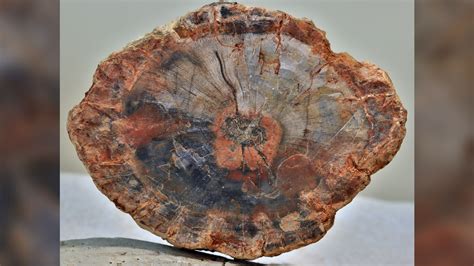 How long does it take to make petrified wood? | Live Science