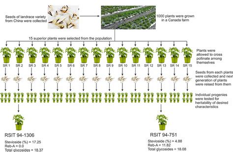 Image result for Stevia Process