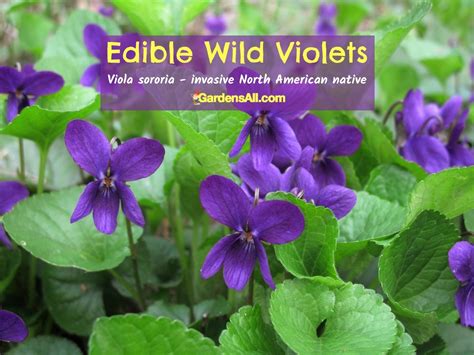 Edible Violets Identification at Deloris Colvin blog