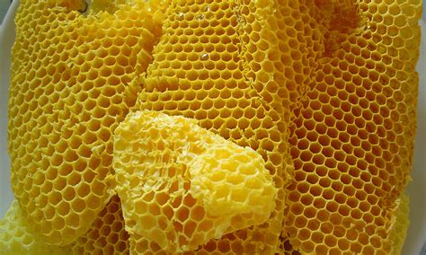 Minding your beeswax • Ecrotek