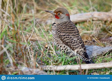Adult Male Red-shafted Flicker Perches on Piece of Wood on Ground Stock ...