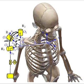 Image result for Human Coupling Position