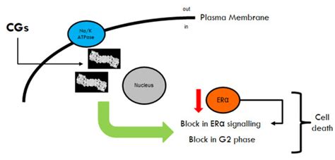 Ouabain and Digoxin Activate the Proteasome and the Degradation of the ...