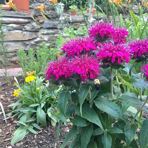 Purple Bee Balm Plant