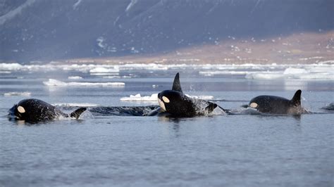 Killer whales have found new homes the Arctic Ocean marine