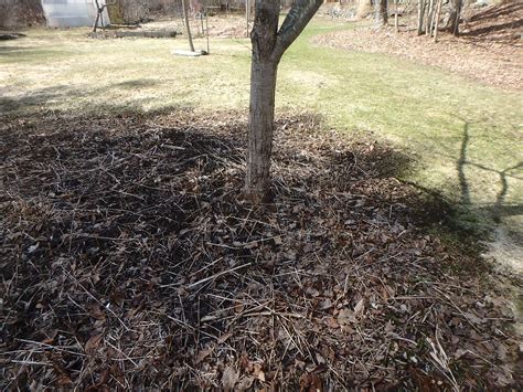 What To Do With Old Leaf Litter at Hunter Wang blog