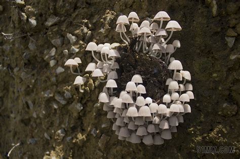 新鲜的菌类-欧莱凯设计网