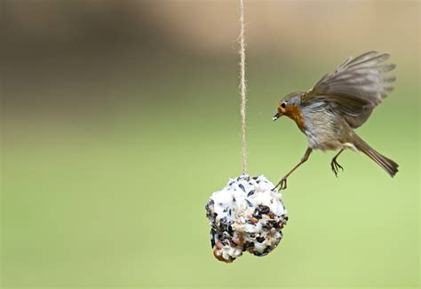 Which Garden Birds Eat Fat Balls? A Practical Guide