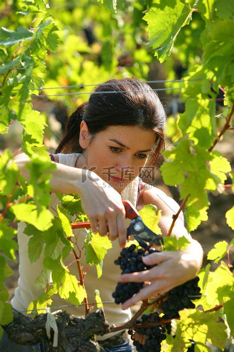 摘葡萄的女人高清摄影大图-千库网