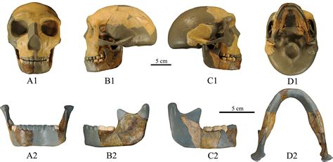 Homo Erectus Skull Vs Homo Sapien Skull
