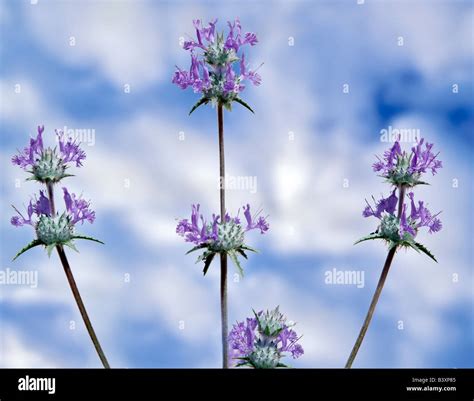 Close up of Purple sage Salvia leucophylla Carrizo Plain California Stock Photo - Alamy