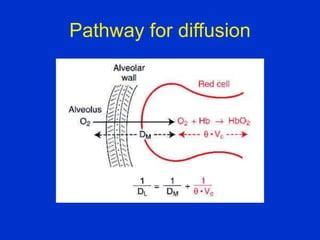 Image result for Reduced Diffusion Capacity