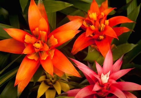 20 Tropical Flowers to Grow in Your Garden or Indoors