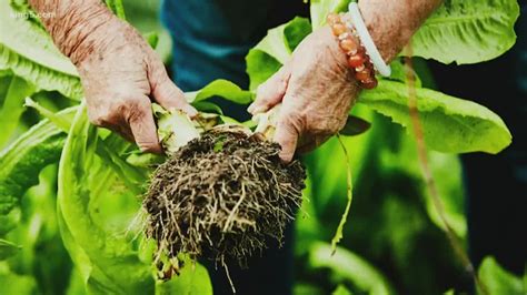 Visit Seattle's Danny Woo Community Garden, a park with heart | king5.com