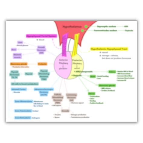 Image result for Endocrine System Flow Chart