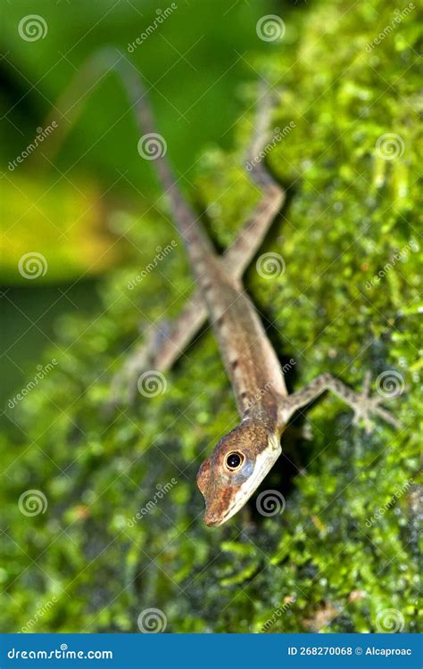 Anolis, Anole Lizard, Tropical Rainforest, Costa Rica Stock Photo ...
