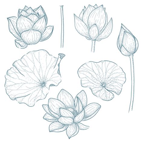 Lotus Flower Outline Vector | Best Flower Site