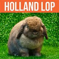 Image result for Mini Lop vs Holland Lop