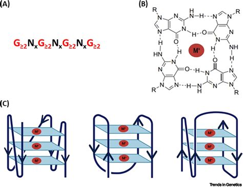 Mitochondria and G-quadruplex evolution: an intertwined relationship: Trends in Genetics