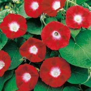 ACCELCROP Japanese Morning Glory *MIXED* Ipomoea Nil Seed Price in ...
