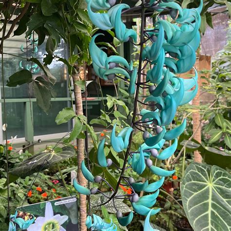 SPIROGYRA BUTTERFLY GARDEN - All You Need to Know BEFORE You Go 2026 ...