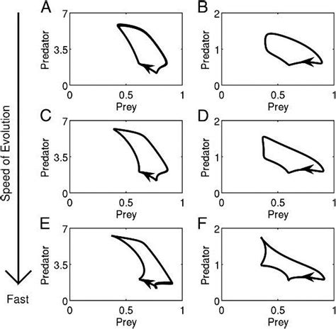 Image result for Predator-Prey Cycles
