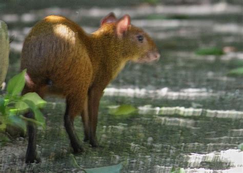 Wildlife In Quintana Roo
