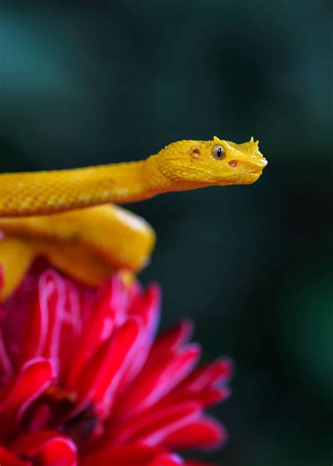 Venomous vs Poisonous: 6 Differences Between Venom and Poison | Everywhere Wild