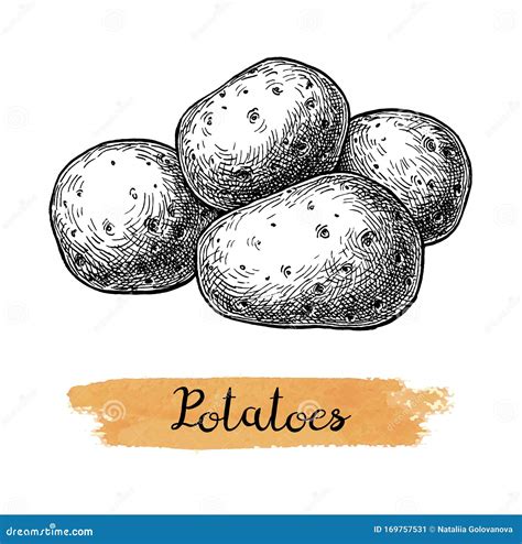 Sketch Of Potato