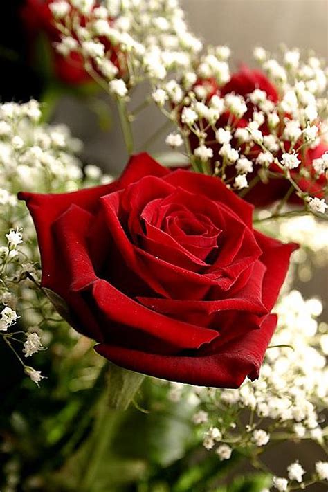 Gül Resimleri (1. Katalog) - Sayfa 27