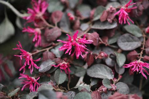 Best Shrubs With Pink or Magenta Flowers