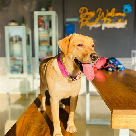 10 Best Dog-friendly Cafes & Restaurants In Delhi 2024 | LBB