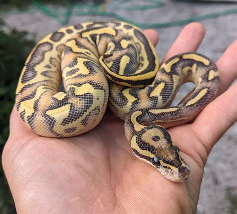 Image result for Enchi Leopard Ball Python