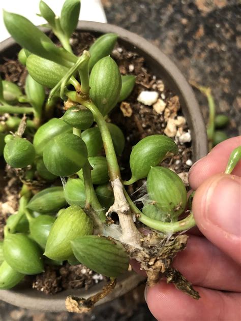 What is wrong with my string of watermelons and how do I fix it? : r/plantclinic
